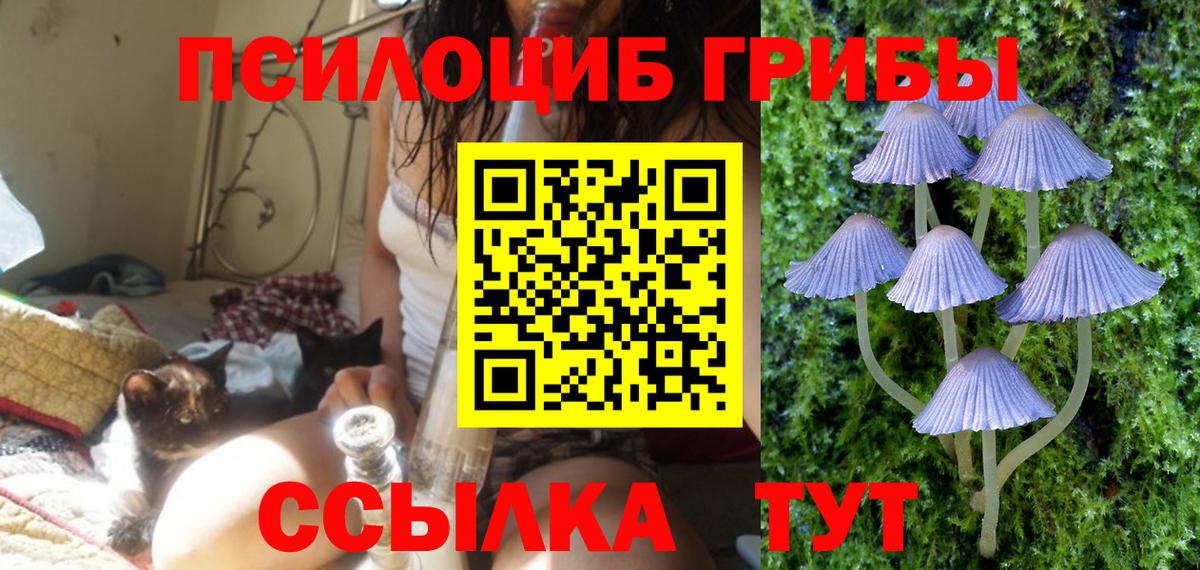 Галлюциногенные грибы Cubensis Осинники